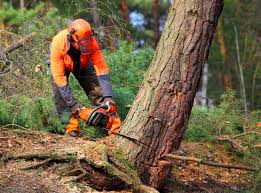 Trusted West View, PA Tree Care Experts